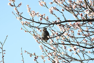 早春の公園に咲くピンク色の梅の花と鳥