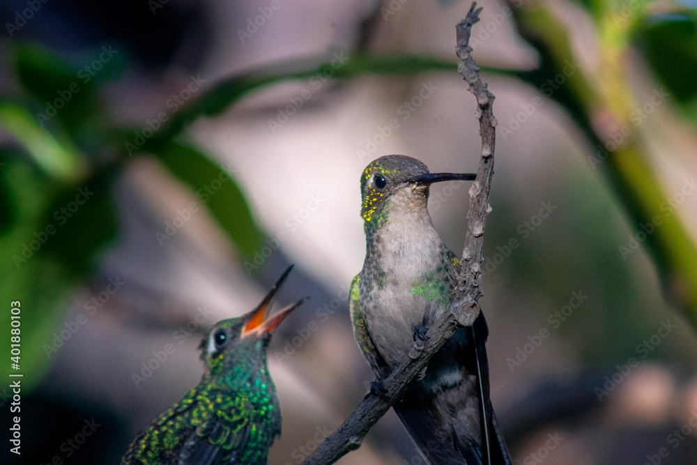 Wall mural A shot of two amazing Hummingbirds perching on a tree branch on a blurry background