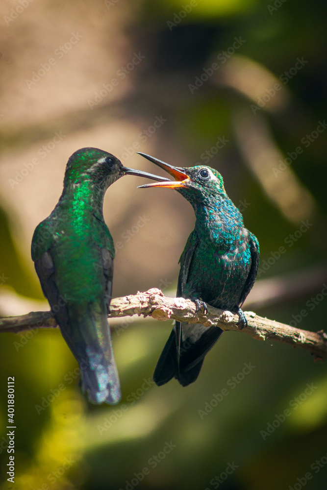 Poster a shot of two amazing hummingbirds perching on a tree branch and kissing on a blurry background