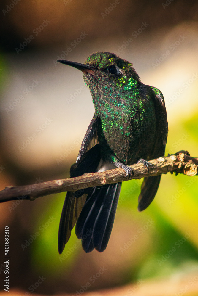 Poster a vertical shot of the hummingbird perching on a tree branch on a blurry background