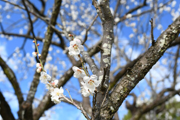 早春の公園に咲く梅の花