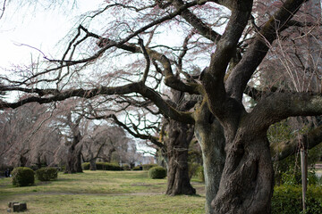 公園の咲く前の桜の木