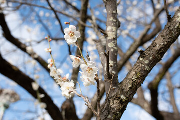 早春の公園に咲く梅の花