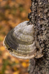 Grey Mushroom Tinder fungus close up, hoof fungus on birch tree in autumn forest