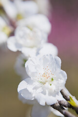 白桃のクローズアップ	