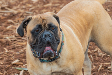 Obraz premium 2020-12-27 A LARGE BULLMASTIFF STANDING IN A PARK WITH A BLURRED WOOD CHIP BACKGROUND