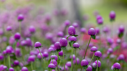 Obraz premium Selective focus of purple flowers or Amaranth in a public park with blurred green background