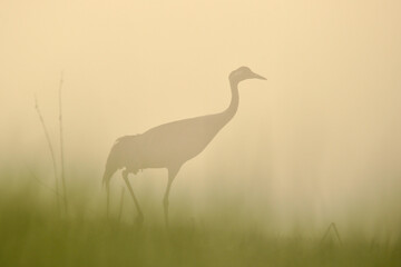 Crane (Grus grus) Crane walks at a field crossroads with the rising sun. © Mateusz