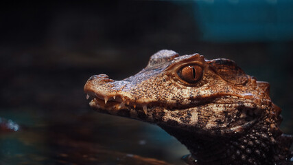A closeup of a smooth fronted caiman in a pond under the lights with a blurry background