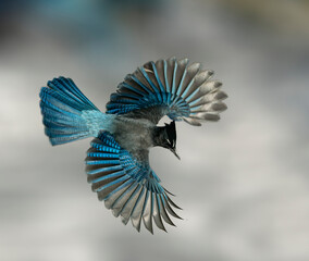 Steller's Jay Wings Wide - A Steller's Jay spreads its wings creating a beautiful blue fan like...