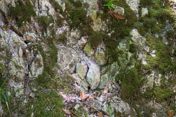 rock texture close up with green moss and roots. High quality cracked boulder, fractured