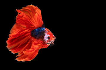Rhythmic of betta fighting fish over isolated black background. The moving moment beautiful of white, blue and red siamese betta fish with copy space.