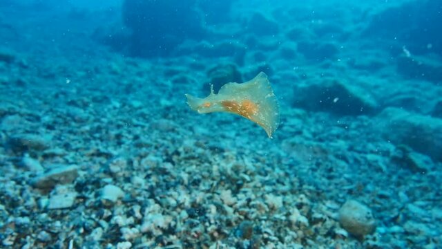Spanish dancer (Hexabranchus sanguineus) underwater ocean scenery in blue water wings open