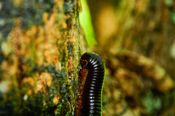 A shallow focus of a Spirostreptus millipede on a tree bark