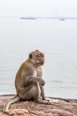 Naklejka premium The crab-eating macaque (Macaca fascicularis) in Pulau Ubin Island of Singapore. A primate native to Southeast Asia It has a long history alongside humans, the subject of medical experiments.