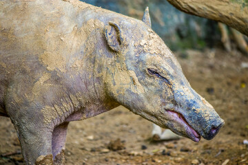 a female Buru babirusa stands alone. It is a wild pig-like animal native to the Indonesian islands of Buru, also called deer-pigs.
Babirusa are notable for the long upper canines in the males. 