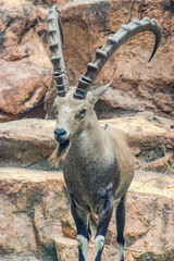 Fototapeta premium The Nubian ibex (Capra nubiana) is a desert-dwelling goat species found in mountainous areas of northern and northeast Africa, and the Middle East. Wild population is estimated at 1,200 individuals.