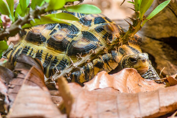 Flat-backed spider tortoise (Pyxis planicauda) is a tortoise that belongs to the family Testudinidae.
It is endemic to the west coast of Madagascar and classified as critically endangered.