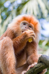 The Javan lutung (Trachypithecus auratus) is eating corn,  also known as the ebony lutung and Javan langur, is an Old World monkey from the Colobinae subfamily