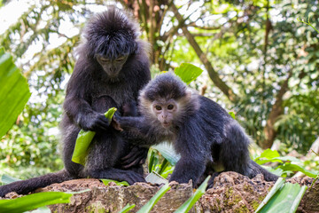 The female Javan lutung (Trachypithecus auratus) and baby's closeup image,  also known as the ebony lutung and Javan langur, is an Old World monkey from the Colobinae subfamily