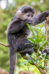 The baby Javan lutung (Trachypithecus auratus) is eating leaf,  also known as the ebony lutung and Javan langur, is an Old World monkey from the Colobinae subfamily