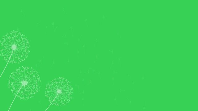 footage of dandelion flowers when autumn has come in greenscreen