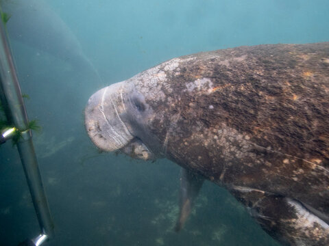 West Indian Manatee