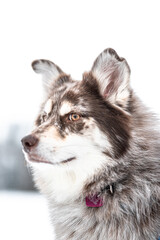 Husky Dog in the snow during winter