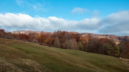 A panoramic shot of a forest of autumn trees under a cloudy sky