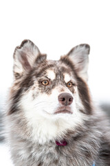 Husky Dog in the snow during winter