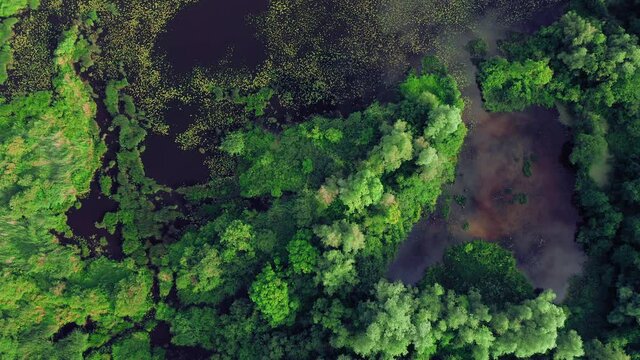 Flight over the river with algae, green world of the river. Top view of the rivers seaweed. Mouth of the Daugava River near the city of Kekava, Latvia. Clouds are reflected in Swamp water.