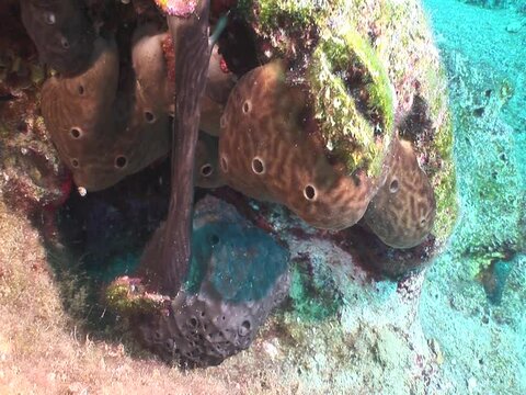 sponge underwater mediterranean sea chondrosia reniformis moving and expanding
