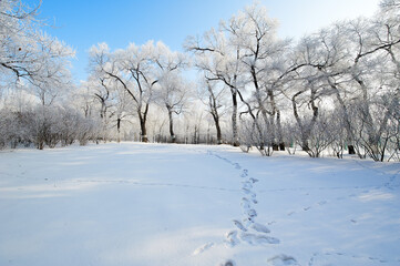 The beautiful forests with rime in winter landscape.