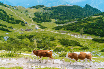 Fototapeta na wymiar Cow standing on road through Alps. Cow and calf spends the summer months on an alpine meadow in Alps. Many cows on pasture. Austrian cows on green hills in Alps. Alpine landscape in cloudy Sunny day. 