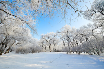The beautiful forests with rime in winter landscape.
