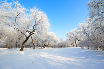The beautiful forests with rime in winter landscape.