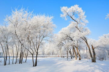 The beautiful forests with rime in winter landscape.