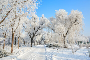 The beautiful forests with rime in winter landscape.