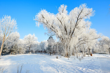 The beautiful forests with rime in winter landscape.