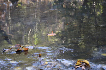 A Single Leaf Floating down the Stream in the Forest