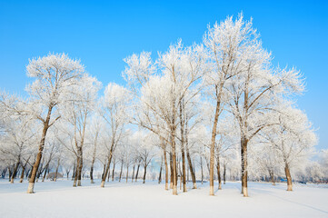Fototapeta na wymiar The beautiful forests with rime in winter landscape.
