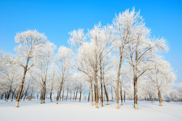 The beautiful forests with rime in winter landscape.