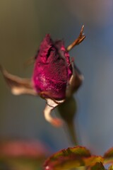 Rose Bud - Fall Colors
