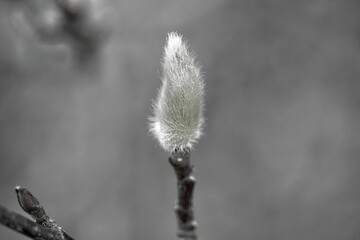 willow branches with catkins