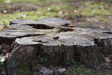 Stump