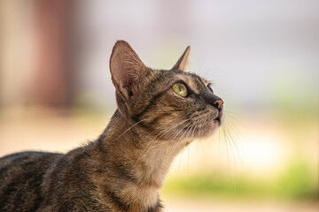 Nós adoramos gatos! Eles são tão fofos e amorosos. Aqui estão algumas fotos de gatos para você se divertir.