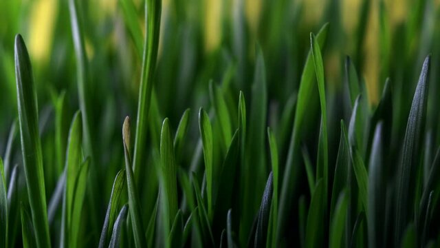 Timelapse of green young wheat sprouts on a yellow background. Interval shooting of sprouting stems for wheatgrass production. Concept of healthy food and modern superfood