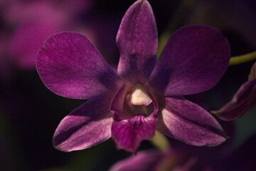 Orchid