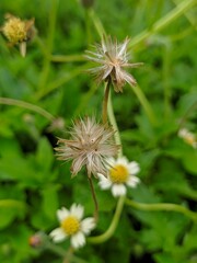 dandelion