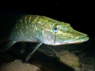 A closeup of a long Northern pike fish swimming in a lake in Germany